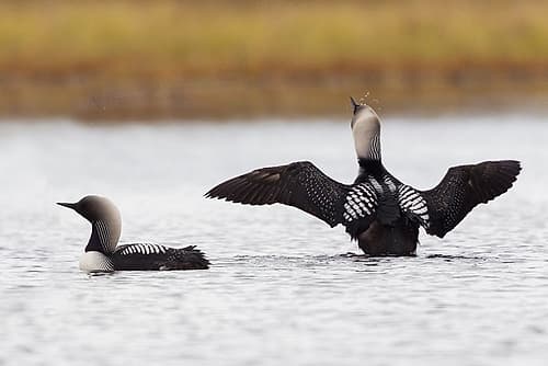 Pacific Loon Pair Wildlife Print